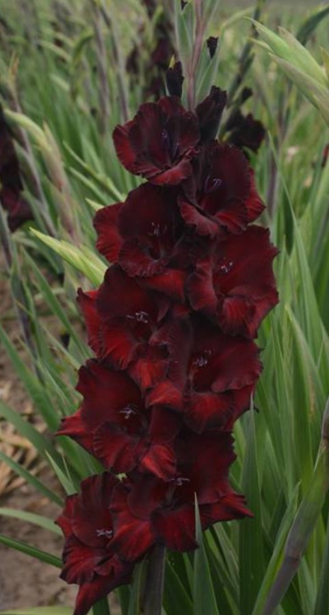 Гладиолус крупноцветковый Черный Бархат